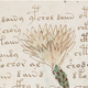 Illustration for article titled Another Voynich language theory.